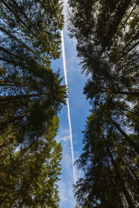 Framed Print : Looking up tall trees in a forest Framed Print : Looking up tall trees in a forest