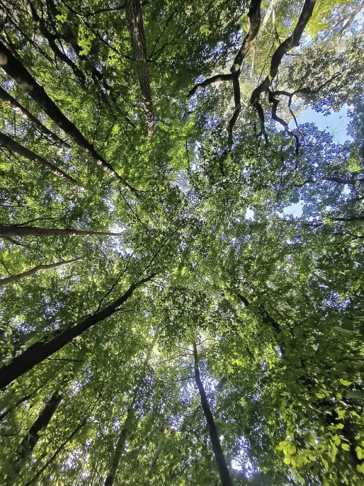 Framed Print : Looking up into the thick forest with green treetops and blue sky