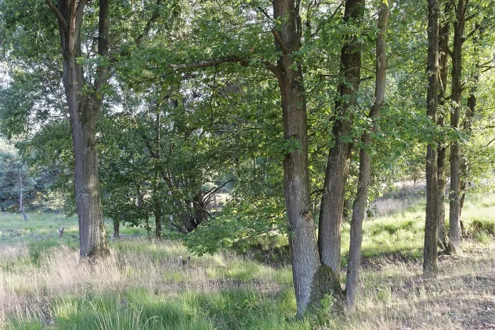 Framed Print : Loose deciduous forest, De Maasduinen National Park