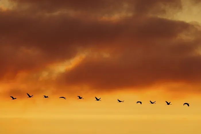 Framed Print : A loose row of flying birds in front of an orange-coloured