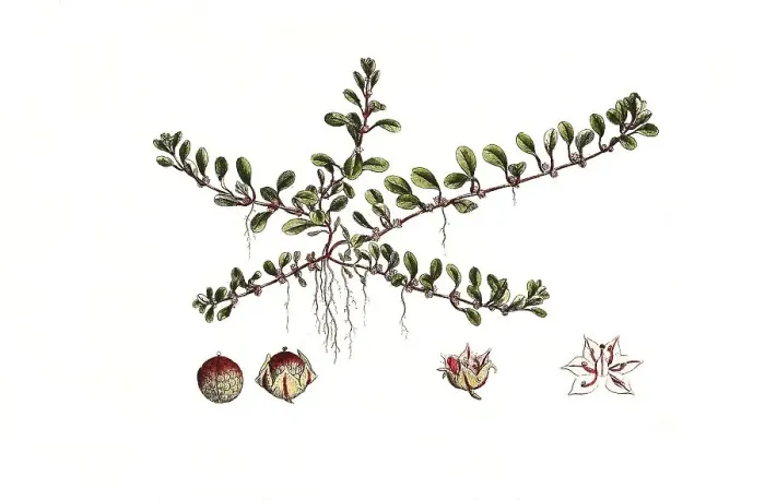 Framed Print : Loosestrife (Lythrum) portula, Peplis portula