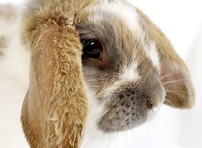 Framed Print : Lop-eared domestic rabbit against a white background