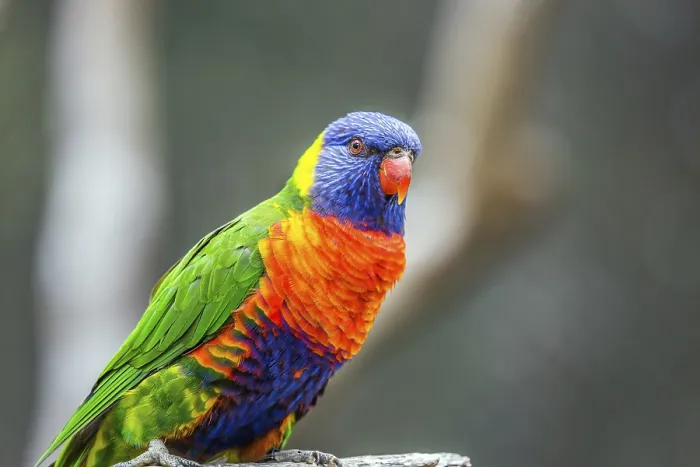 Framed Print : Lori parrot - small, brightly colored in all colors of the rainbow