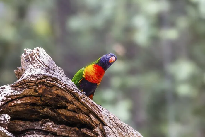 Framed Print : Lori parrot - small, brightly colored in all colors of the rainbow
