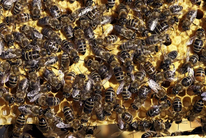 Framed Print : Lot of bees working on making honey