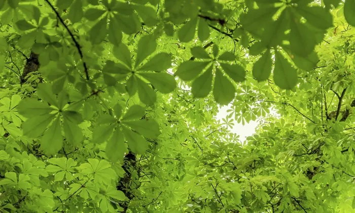 Framed Print : Lots of fresh green chestnut leaves Framed Print : Lots of fresh green chestnut leaves