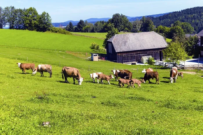 Framed Print : Lots of happy cows with their calves on a farmer's pasture
