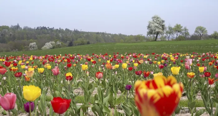 Framed Print : Lots of tulips in Southern Germany