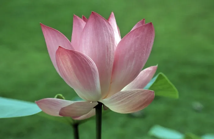 Framed Print : Lotus
