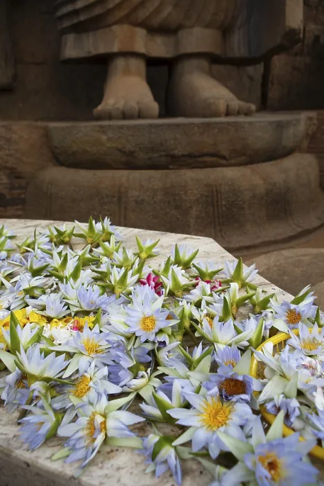 Framed Print : Lotus blossoms as offerings, behind the feet of the Avukana Buddha statue