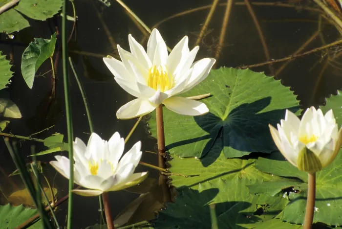 Framed Print : Lotus Flower