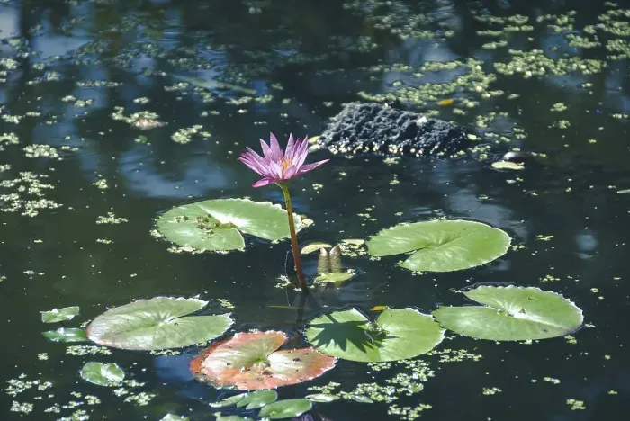 Framed Print : Lotus flower between the greed lotus pads