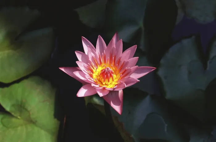 Framed Print : Lotus flower, Ratnagiri, Maharashtra, India