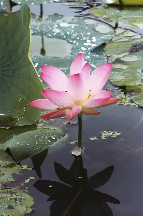 Framed Print : Lotus Indian nelumbo nucifera, India