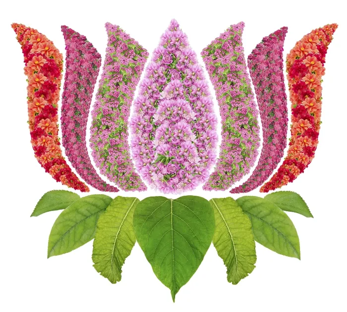 Framed Print : The lotus, Nelumbo nucifera