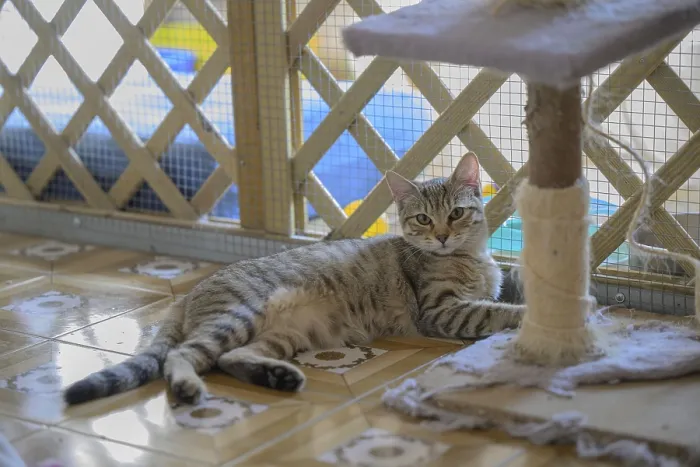 Framed Print : A lounging tabby cat resting against a cat tree indoors