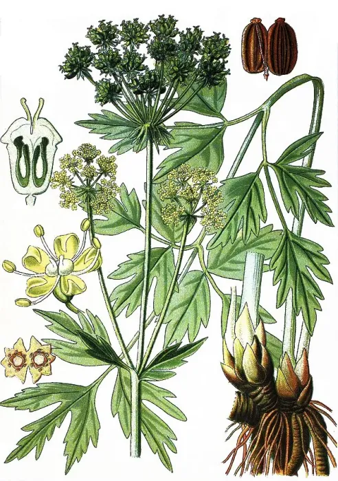 Framed Print : Lovage (Levisticum officinale)