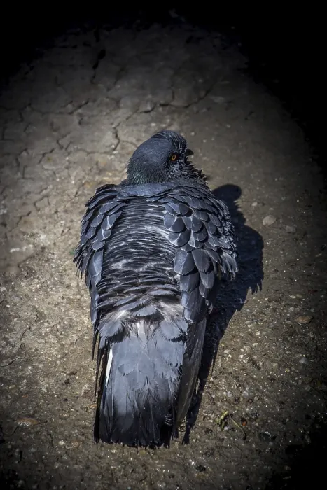 Framed Print : Lovely pigeon bird by live in an urban environment