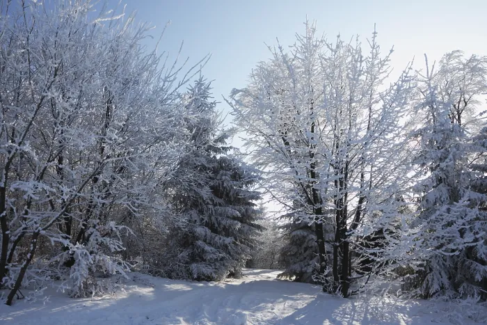 Framed Print : A lovely sunny Christmas Day. Snow-covered glade in winter forest Framed Print : A lovely sunny Christmas Day. Snow-covered glade in winter forest