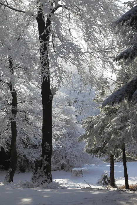 Framed Print : A lovely sunny Christmas Day. Snow-covered glade in winter forest