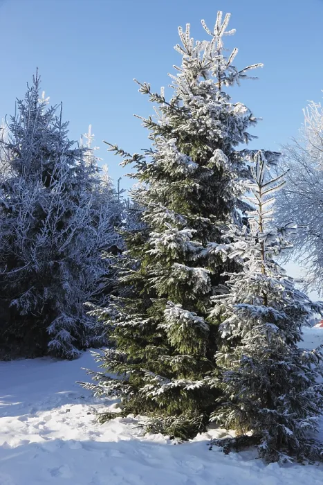 Framed Print : A lovely sunny Christmas Day. Snow-covered glade in winter forest