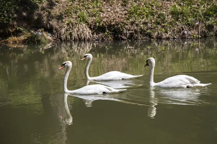 Framed Print : Lovely swans live in the natural environment
