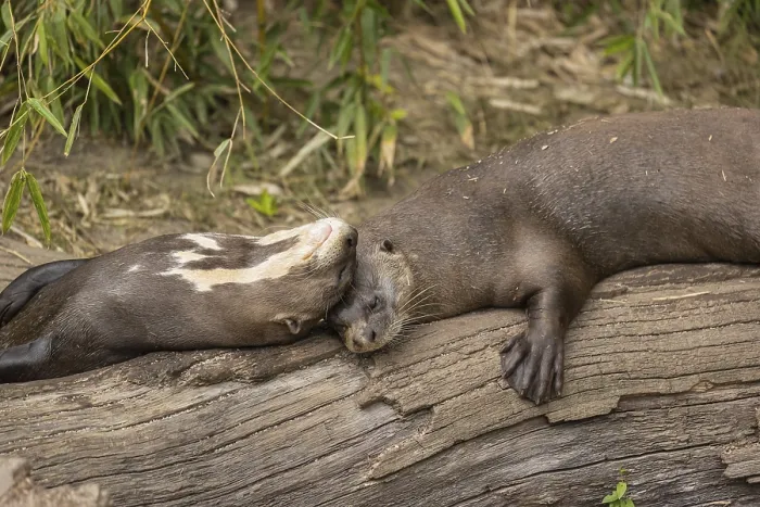 Framed Print : Loving couple. Two giant otter or giant river otter (Pteronura brasiliensis) male and female Framed Print : Loving couple. Two giant otter or giant river otter (Pteronura brasiliensis) male and female