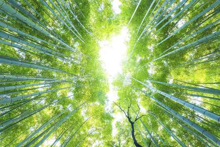 Framed Print : Low angle radial view looking directly up of tall green bamboo trees at Arashiyama Bamboo Grove forest in Kyoto Framed Print : Low angle radial view looking directly up of tall green bamboo trees at Arashiyama Bamboo Grove forest in Kyoto