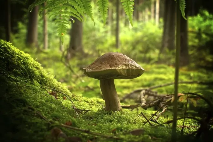Framed Print : Low angle view of a Cep or Boletus Mushroom growing on lush green moss in a forest