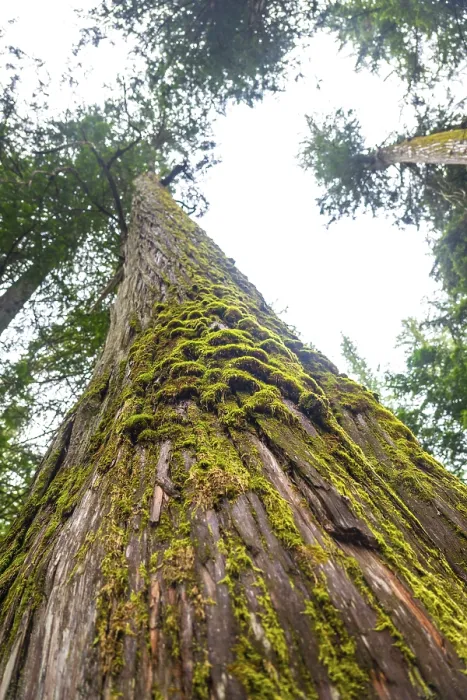 Framed Print : Low angle view of moss growing on a giant cedar tree in a forest located in the canadian rockies