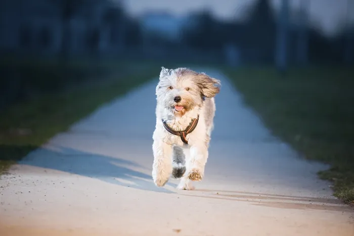 Framed Print : Low frontal view of a mixed-breed dog running towards the camera on a concrete path Framed Print : Low frontal view of a mixed-breed dog running towards the camera on a concrete path