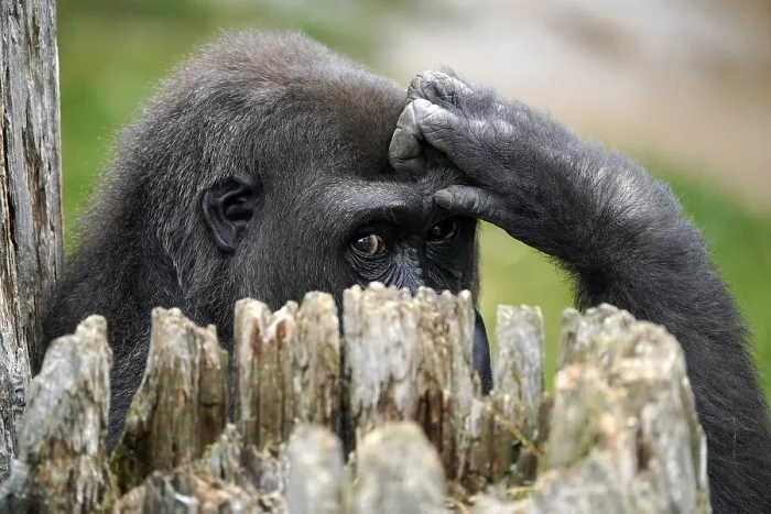 Framed Print : Lowland gorilla (Gorilla gorilla) Framed Print : Lowland gorilla (Gorilla gorilla)