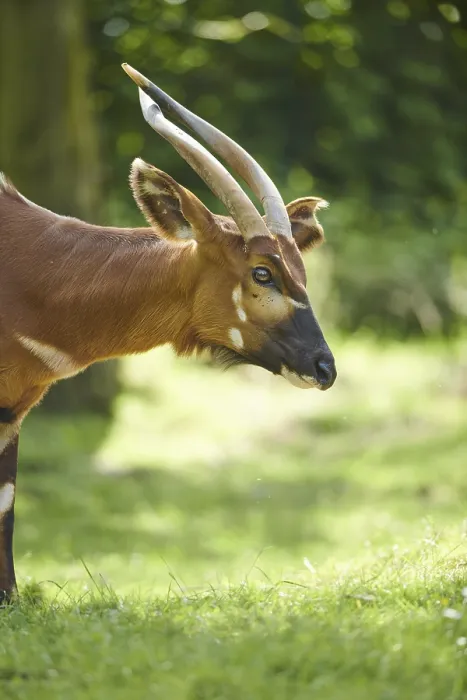 Framed Print : Lowland nyala (Tragelaphus angasii)