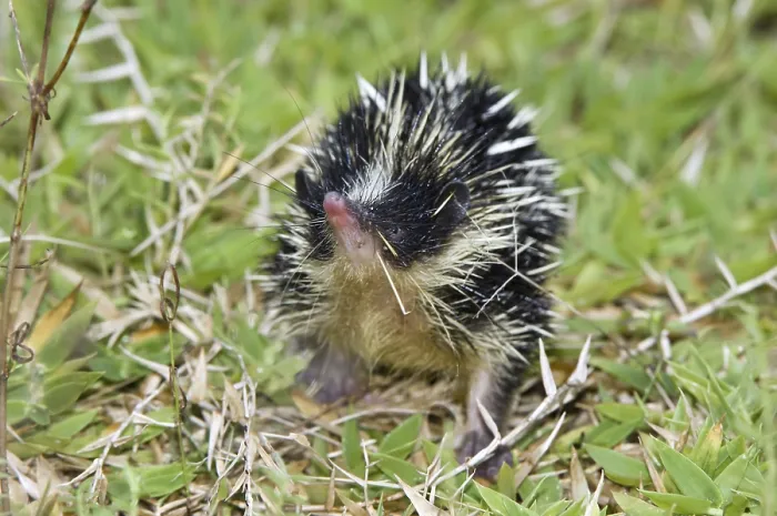 Framed Print : Lowland streaked tenrec (Hemicentetes semispinosus) Framed Print : Lowland streaked tenrec (Hemicentetes semispinosus)