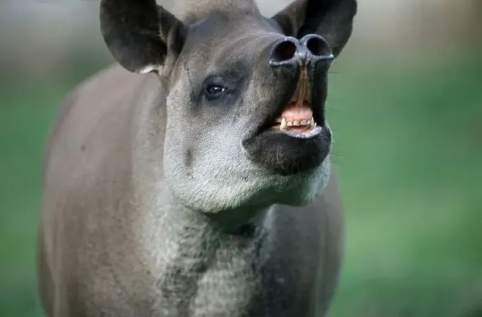 Framed Print : Lowland Tapir (Tapirus terrestris) Framed Print : Lowland Tapir (Tapirus terrestris)