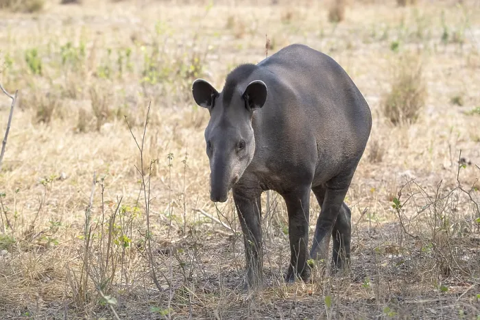 Framed Print : Lowland tapir (Tapirus terrestris)