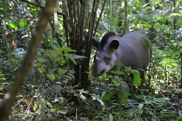 Framed Print : Lowland tapir (Tapirus terrestris) in the jungle