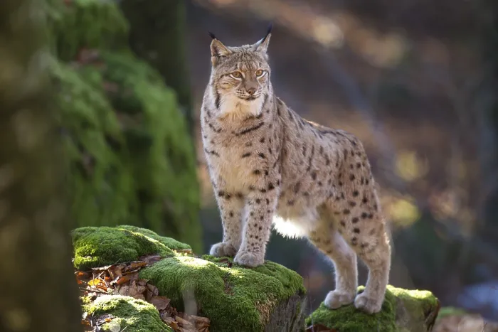 Framed Print : Luchs (Lynx lynx), eurasian lynx