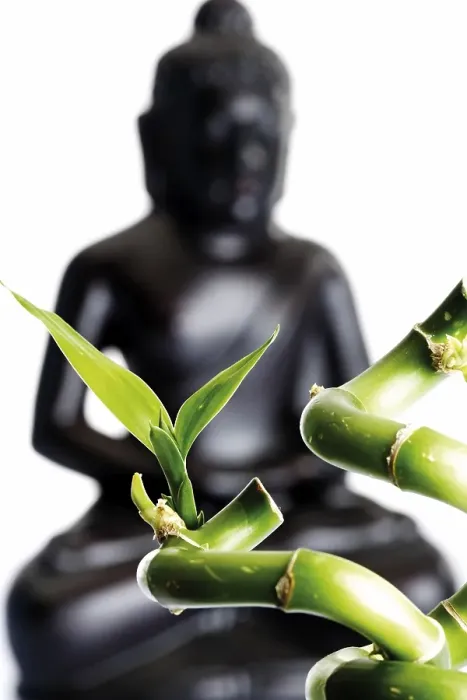 Framed Print : Lucky Bamboo (Dracaena sanderiana) in front of a black Buddha statue