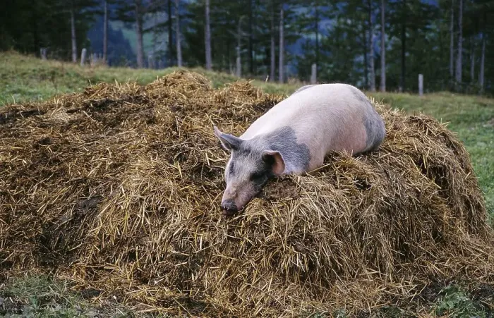 Framed Print : Lucky pig lying on a dunghill near Grindelwald Framed Print : Lucky pig lying on a dunghill near Grindelwald