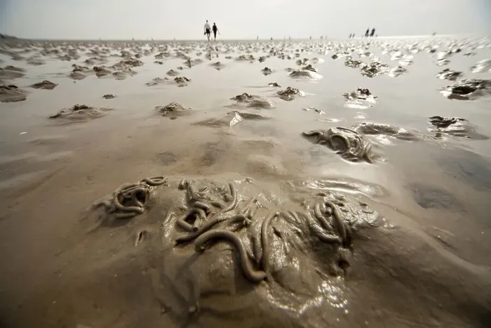 Framed Print : Lugworms and tourists on the mud flats during low tide