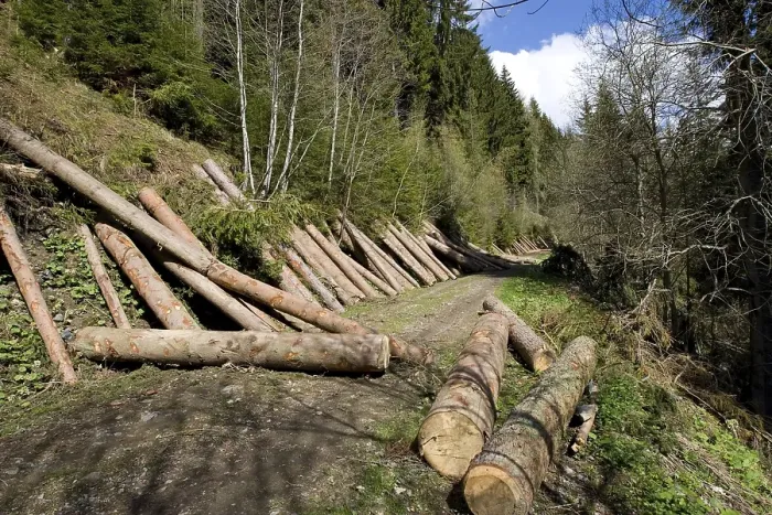 Framed Print : Lumbered wood lying on a mountain slope