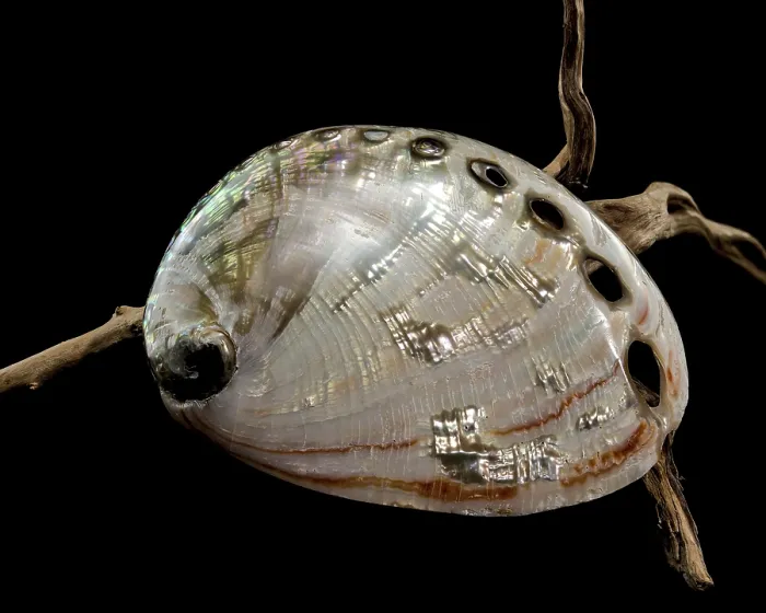Framed Print : A luminous inner view of the Haliotis asinina Shell showcasing its iridescent nacre and natural perforations