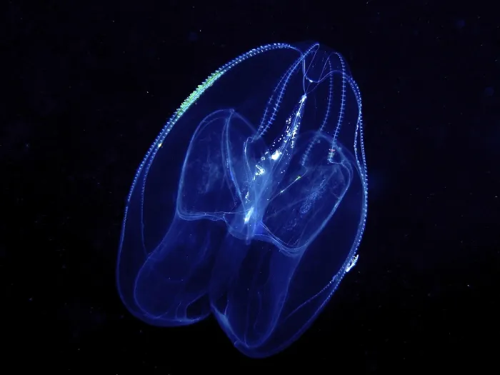 Framed Print : A luminous jellyfish, lobed ribbed jellyfish (Leucothea multicornis)
