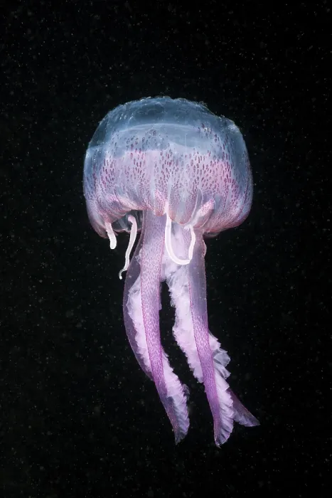 Framed Print : Luminous jellyfish, Pelagia noctiluca Framed Print : Luminous jellyfish, Pelagia noctiluca