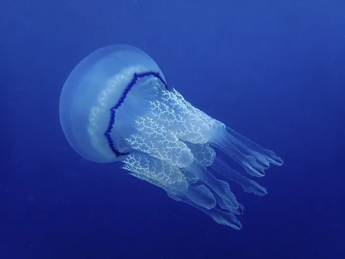 Framed Print : Lung jellyfish (Rhizostoma pulmo) Framed Print : Lung jellyfish (Rhizostoma pulmo)