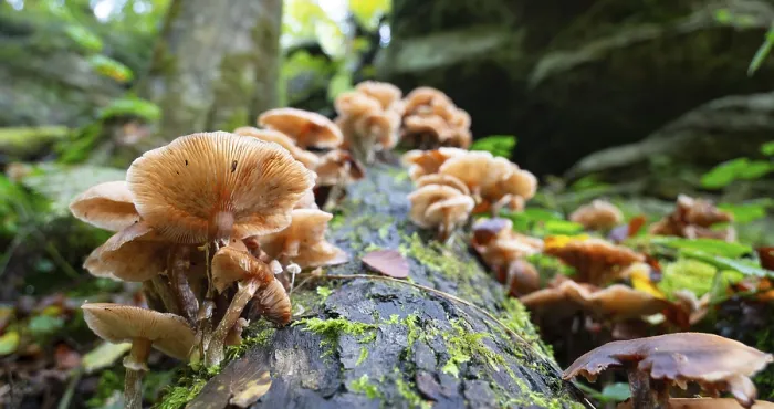 Framed Print : Lung oyster mushroom growing on a moss covered tree trunk