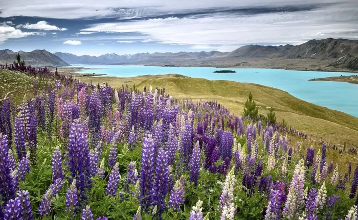 Framed Print : Lupines (Lupinus) in front of turquoise Lake Tekapo Framed Print : Lupines (Lupinus) in front of turquoise Lake Tekapo