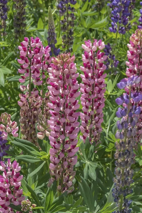 Framed Print : Lupins (Lupinus), Allgau, Swabia Framed Print : Lupins (Lupinus), Allgau, Swabia