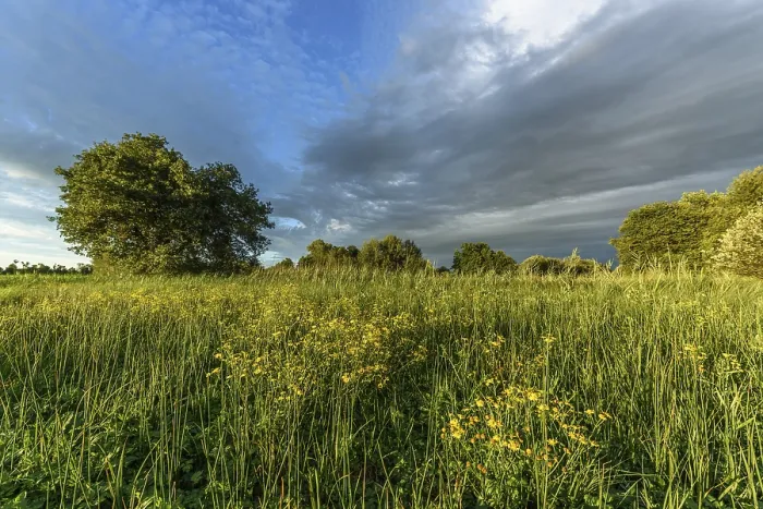 Framed Print : A lush field of bright yellow wildflowers stretches across the landscape Framed Print : A lush field of bright yellow wildflowers stretches across the landscape